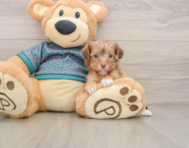 9 week old Yorkie Poo Puppy For Sale - Florida Fur Babies