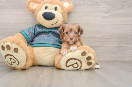 Yorkie Poo Pup Being Cute