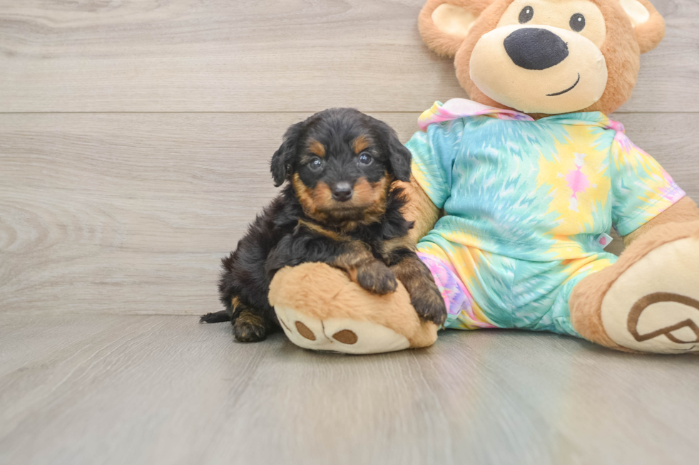 Yorkie Poo Pup Being Cute