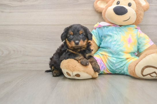 Yorkie Poo Pup Being Cute