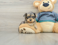 5 week old Yorkie Poo Puppy For Sale - Florida Fur Babies