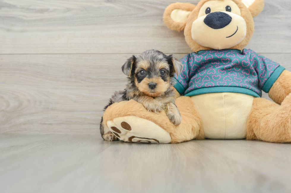 6 week old Yorkie Poo Puppy For Sale - Florida Fur Babies