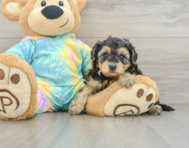 7 week old Yorkie Poo Puppy For Sale - Florida Fur Babies