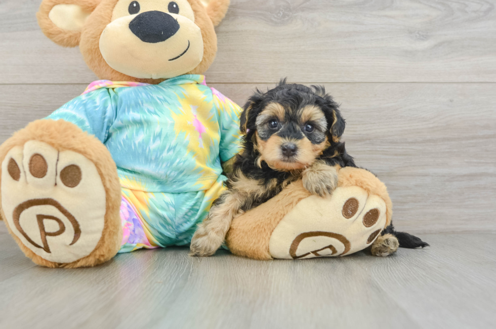 5 week old Yorkie Poo Puppy For Sale - Florida Fur Babies