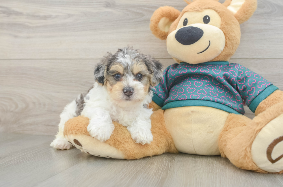 5 week old Yorkie Poo Puppy For Sale - Florida Fur Babies