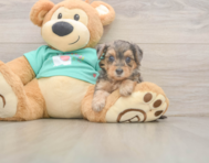 8 week old Yorkie Poo Puppy For Sale - Florida Fur Babies