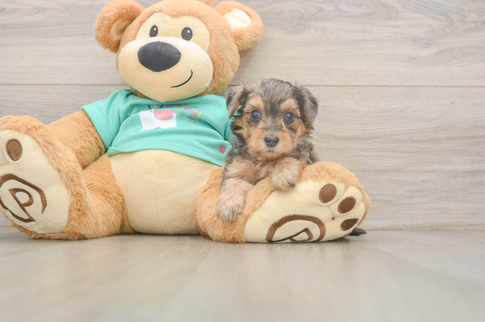6 week old Yorkie Poo Puppy For Sale - Florida Fur Babies