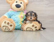 7 week old Yorkie Poo Puppy For Sale - Florida Fur Babies