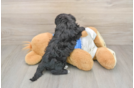 Funny Yorkie Poo Poodle Mix Pup
