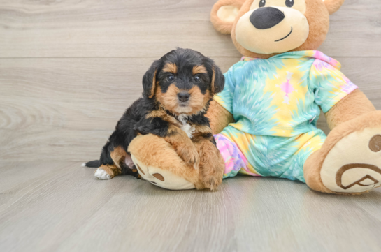 ELMO, a Yorkie Poo littermate