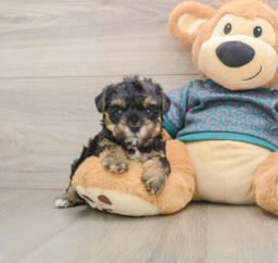 7 week old Yorkie Poo Puppy For Sale - Florida Fur Babies