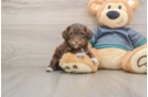Yorkie Poo Pup Being Cute