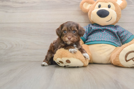 Yorkie Poo Pup Being Cute