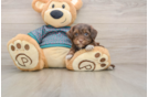 Yorkie Poo Puppy for Adoption