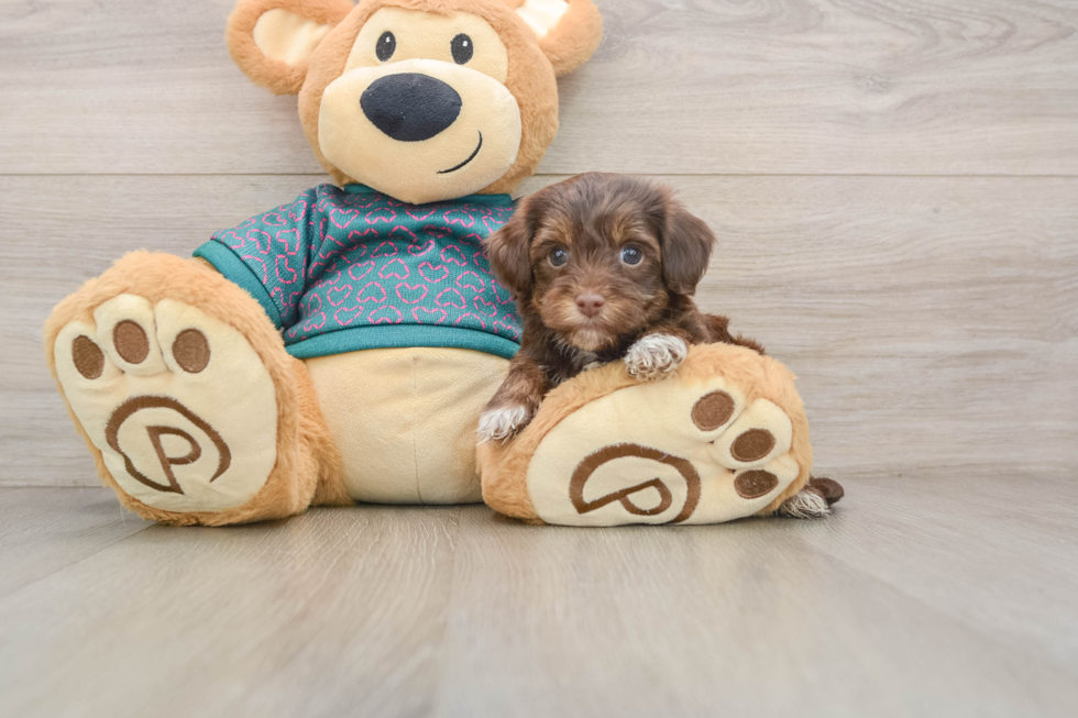 Yorkie Poo Puppy for Adoption