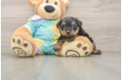Yorkie Poo Puppy for Adoption