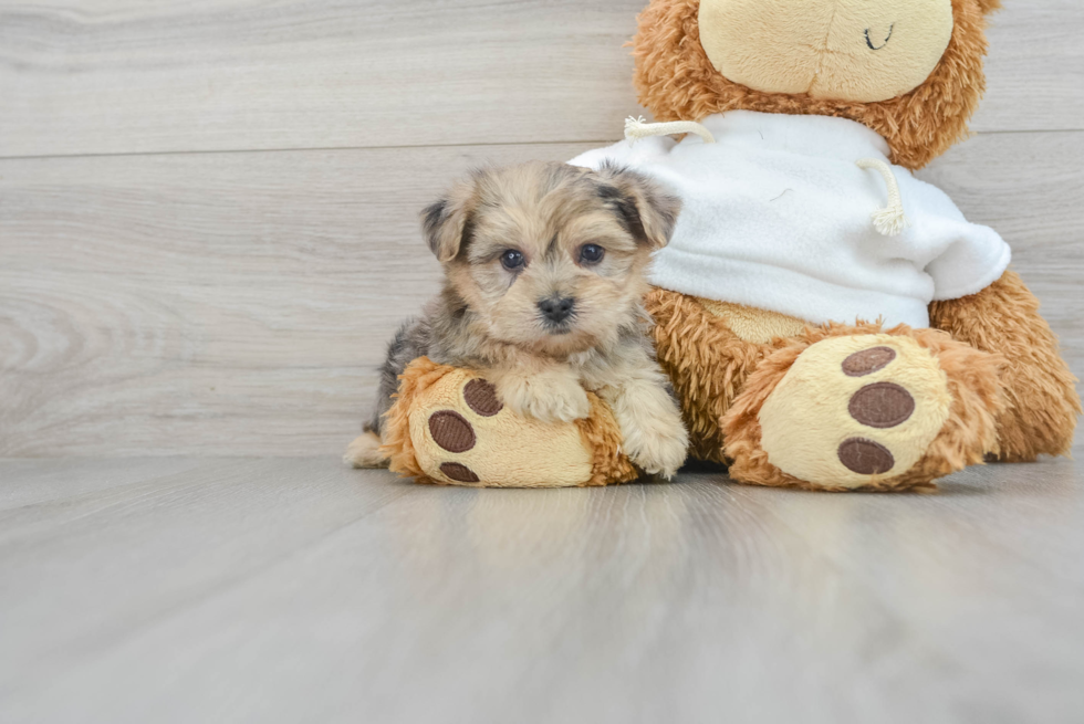 Adorable Yorkie Doodle Poodle Mix Puppy