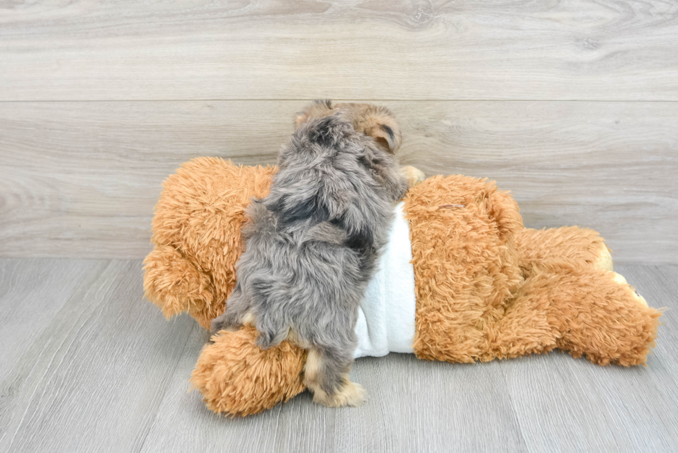 Best Yorkie Poo Baby