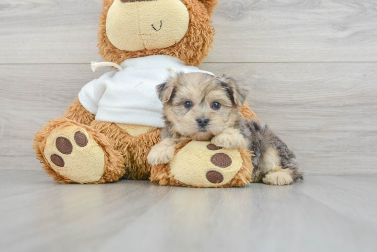 Cute Yorkie Poo Baby