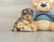 7 week old Yorkie Poo Puppy For Sale - Florida Fur Babies
