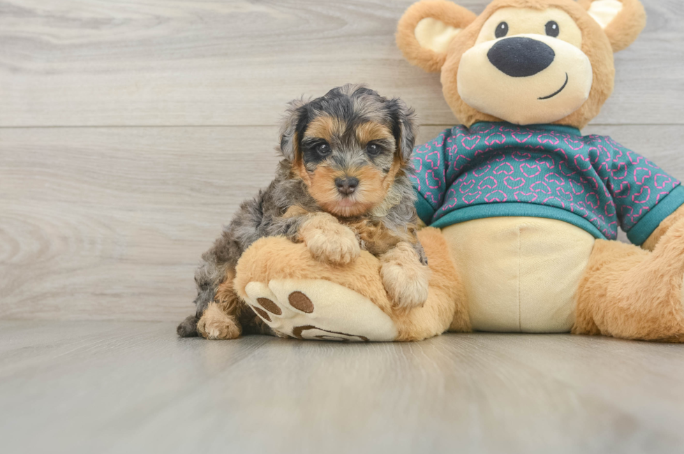 5 week old Yorkie Poo Puppy For Sale - Florida Fur Babies