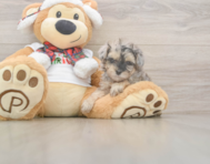 9 week old Yorkie Poo Puppy For Sale - Florida Fur Babies