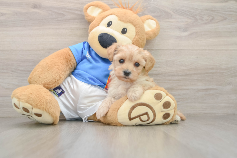Best Yorkie Poo Baby