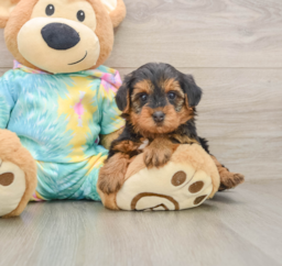 5 week old Yorkie Poo Puppy For Sale - Florida Fur Babies