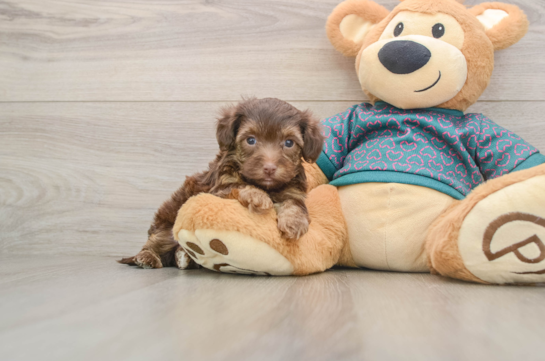 Energetic Yorkipoo Poodle Mix Puppy