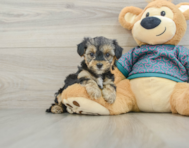 6 week old Yorkie Poo Puppy For Sale - Florida Fur Babies