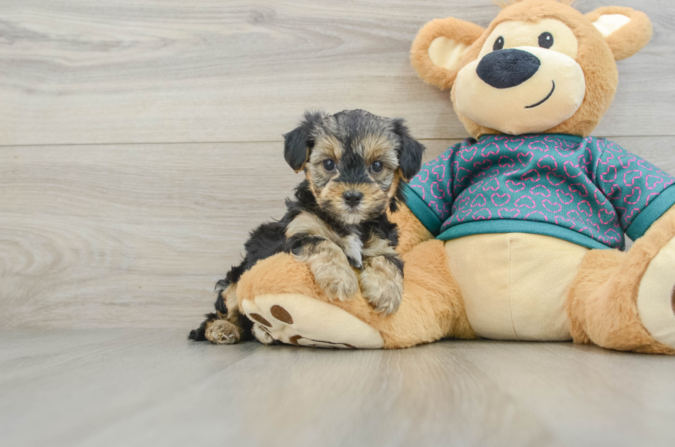 6 week old Yorkie Poo Puppy For Sale - Florida Fur Babies