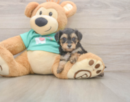 8 week old Yorkie Poo Puppy For Sale - Florida Fur Babies