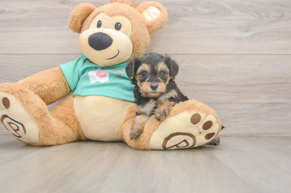 6 week old Yorkie Poo Puppy For Sale - Florida Fur Babies