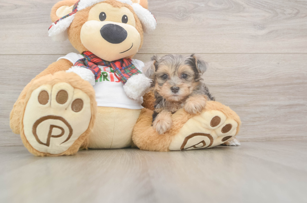 5 week old Yorkie Poo Puppy For Sale - Florida Fur Babies