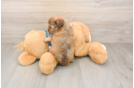 Funny Yorkie Poo Poodle Mix Pup