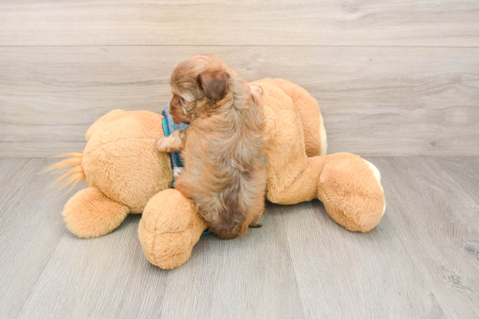 Funny Yorkie Poo Poodle Mix Pup