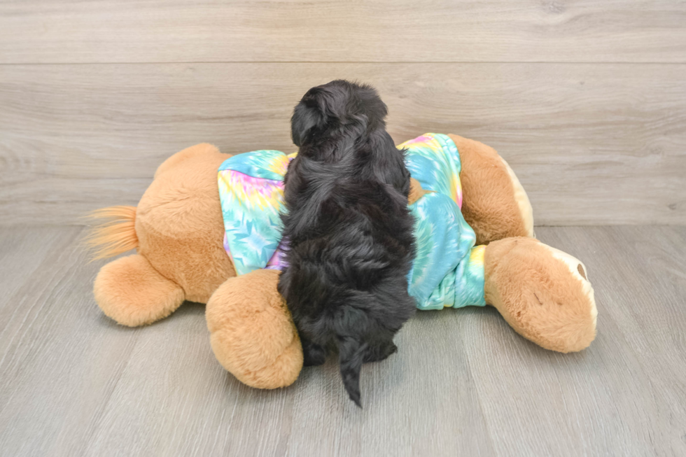 Best Yorkie Poo Baby