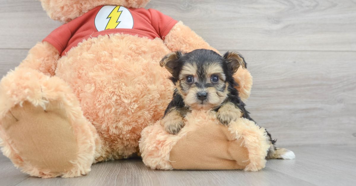 yorkie poo stuffed animal