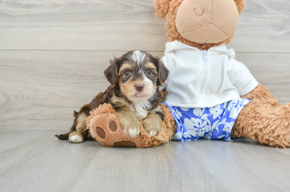 6 week old Yorkie Poo Puppy For Sale - Florida Fur Babies