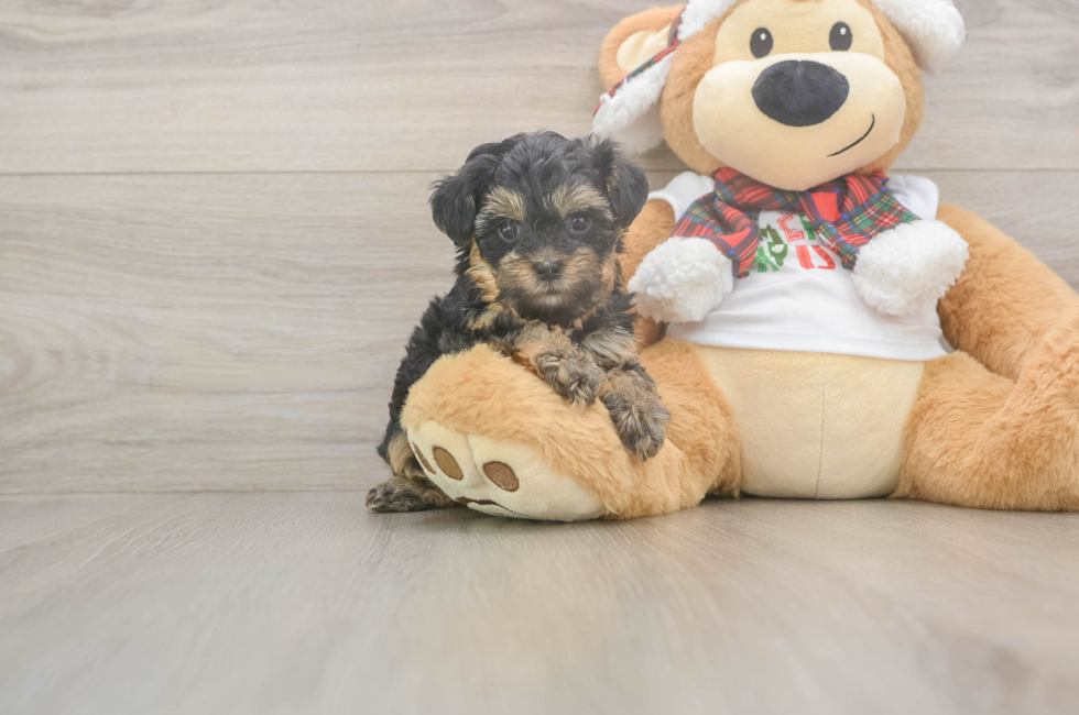 5 week old Yorkie Poo Puppy For Sale - Florida Fur Babies