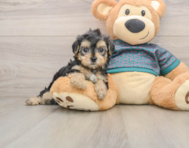 9 week old Yorkie Poo Puppy For Sale - Florida Fur Babies