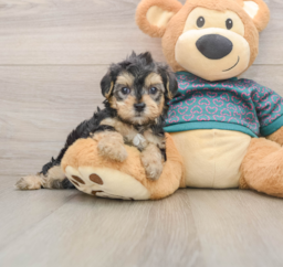 7 week old Yorkie Poo Puppy For Sale - Florida Fur Babies