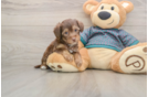 Yorkie Poo Pup Being Cute
