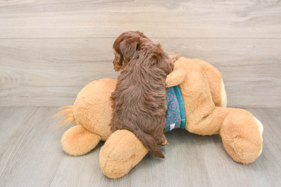 Yorkie Poo Pup Being Cute