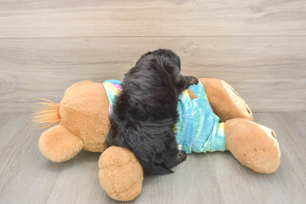 Friendly Yorkie Poo Baby