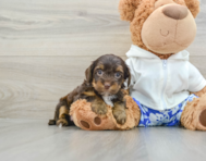 7 week old Yorkie Poo Puppy For Sale - Florida Fur Babies