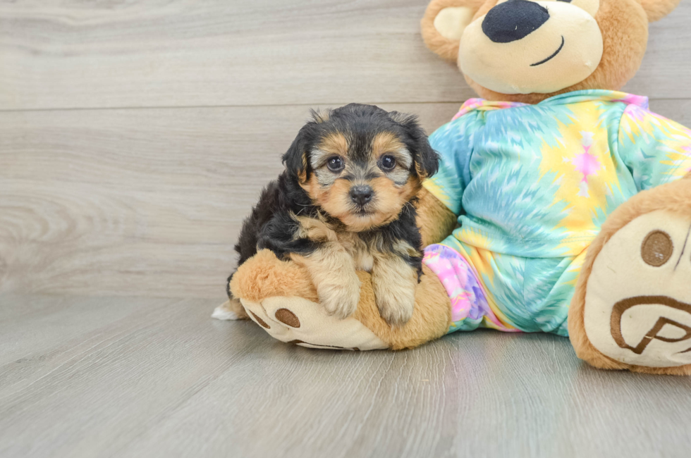 5 week old Yorkie Poo Puppy For Sale - Florida Fur Babies