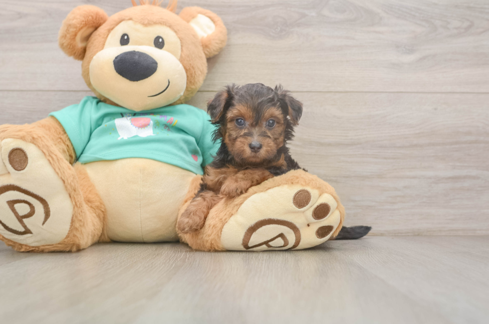 6 week old Yorkie Poo Puppy For Sale - Florida Fur Babies