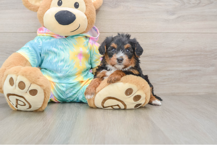 Best Yorkie Poo Baby