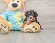 8 week old Yorkie Poo Puppy For Sale - Florida Fur Babies